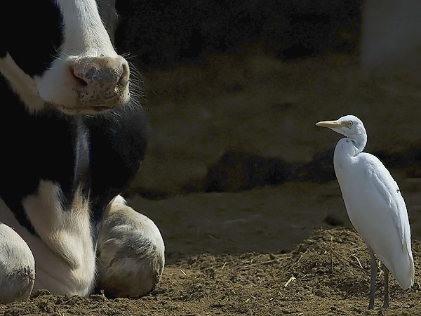 Lehmähaikara, Cattle Egret, Bubulcus ibis